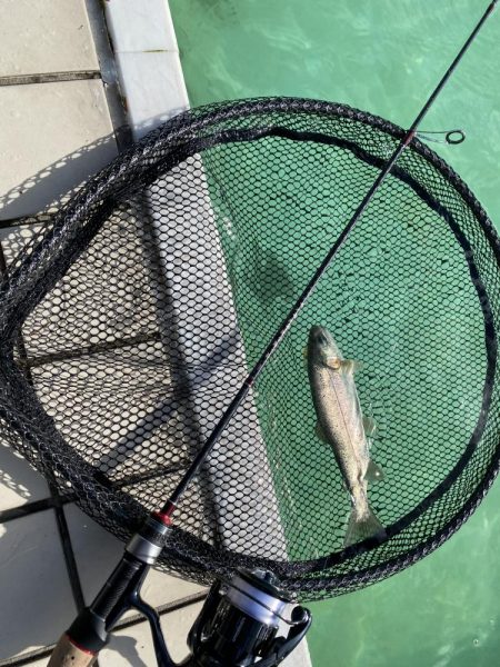 かめプー　1日でガチ勢増えた