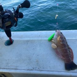 カワハギ釣果