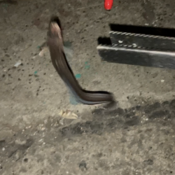 半田緑地でアナゴ釣り