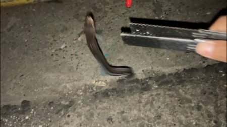 半田緑地でアナゴ釣り