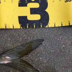 一人ぼっち釣行