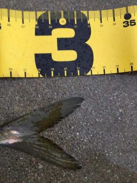 一人ぼっち釣行