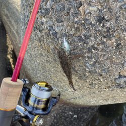 ジグワームで底物狙い