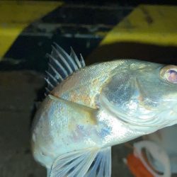 アナゴ釣り
