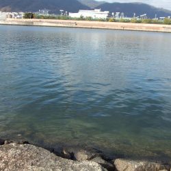 南芦屋浜で メジロ63㎝