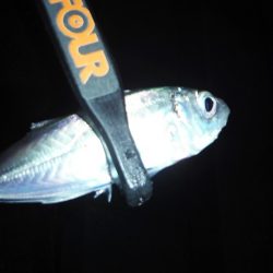 舞鶴で豆アジング