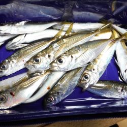 釣り納めに舞鶴でアジング