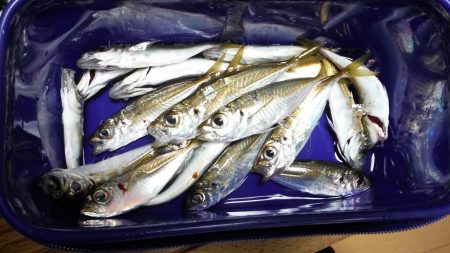 釣り納めに舞鶴でアジング