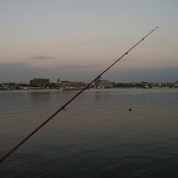 東二見で時合いを上手く捉えました