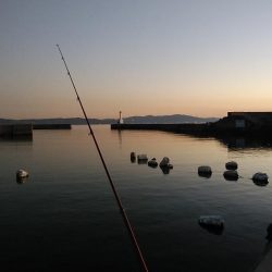 近場のキスが釣れなくなりました