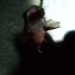 アジはいなかった。。