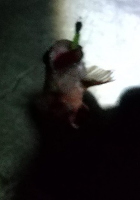 アジはいなかった。。