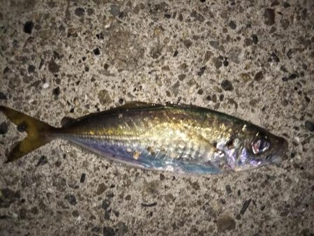 ヒイカ後メバル