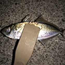 メバル後ヒイカ