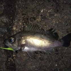 爆風ライトゲーム