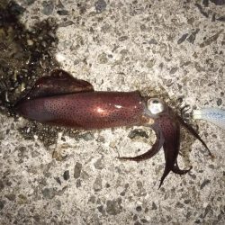 サビキでメバル釣り