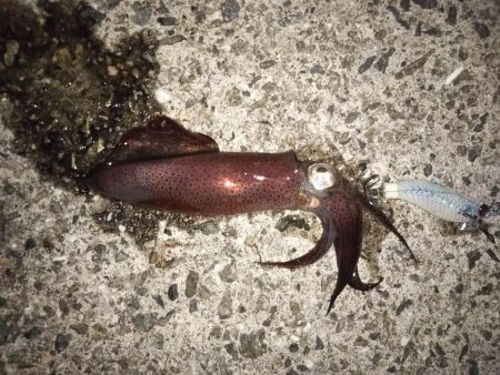 サビキでメバル釣り