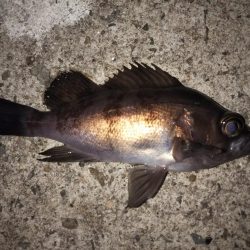 寒波の合間を縫って