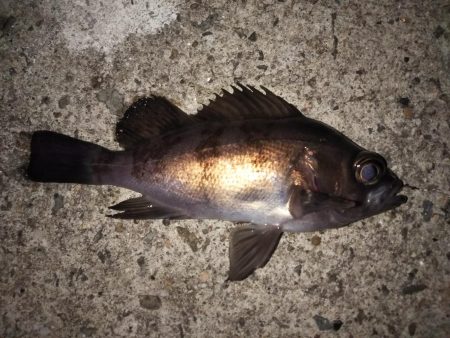 寒波の合間を縫って