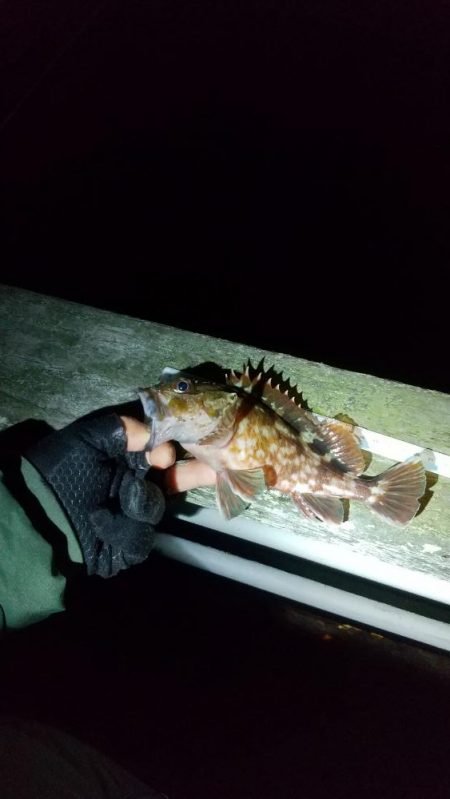 アジ釣り ガシラ釣り