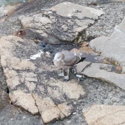 良型キスが釣れました