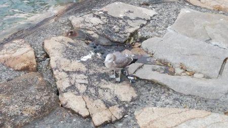 良型キスが釣れました