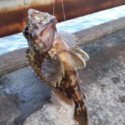 ようやく！！！グレ釣れる