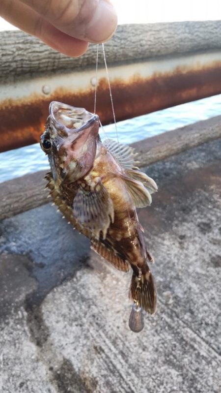 ようやく！！！グレ釣れる