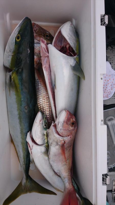 ジギング船内竿頭ゲット