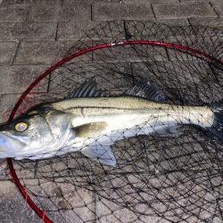 寒さに耐えてランガン