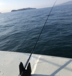 三邦丸早朝便アジサバ　ヒラ？