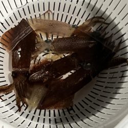 私のヒイカは何処に?