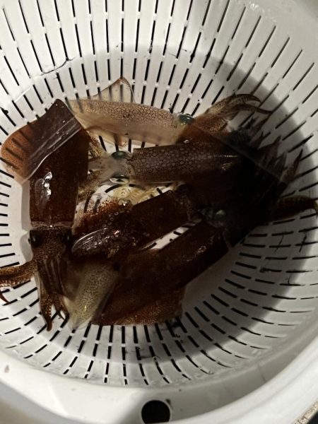 私のヒイカは何処に？