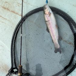 エリアトラウト　京都亀岡