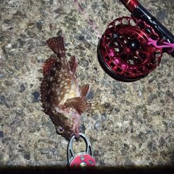 2021/11/30 南港ヘチ釣り（根魚狙い）