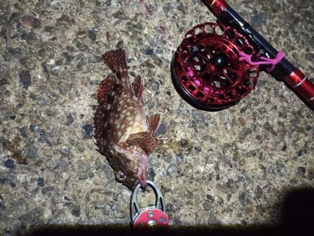 2021/11/30 南港ヘチ釣り（根魚狙い）