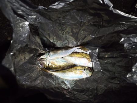 2021/12/1 南港アジング釣行～暴風