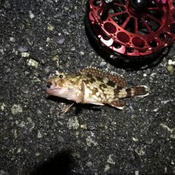 2021/12/3 南港ヘチ釣り