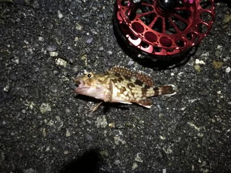 2021/12/3 南港ヘチ釣り