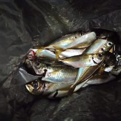 2021/12/4 南港アジング釣行~中アジ、小アジ、サバ好釣果