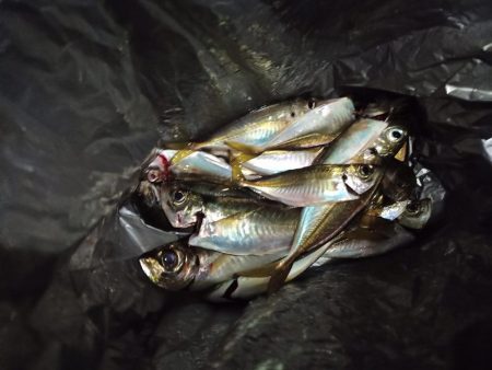 2021/12/4 南港アジング釣行~中アジ、小アジ、サバ好釣果