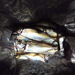 2021/12/6 南港アジング釣行～降雨前アジング