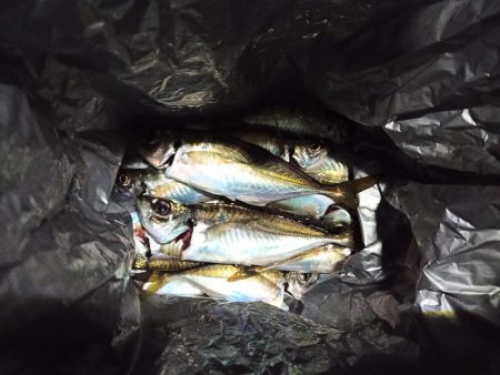 2021/12/6 南港アジング釣行～降雨前アジング