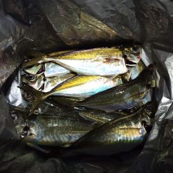 2021/12/8 南港アジング釣行