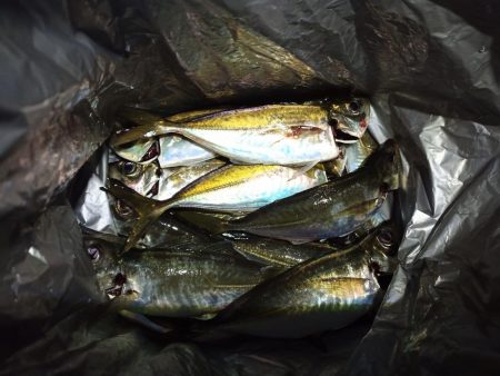 2021/12/8 南港アジング釣行