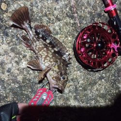 2021/12/10 南港ヘチ釣り~根魚狙い