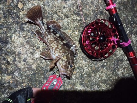 2021/12/10 南港ヘチ釣り~根魚狙い