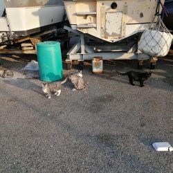 マイワシ湧いてます。タチウオは厳しい～