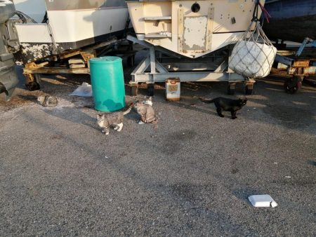 マイワシ湧いてます。タチウオは厳しい～