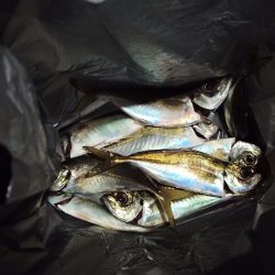 2021/12/15 南港アジング釣行